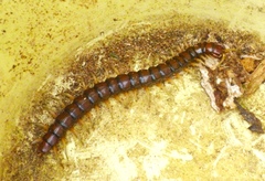 Cormocephalus rubriceps