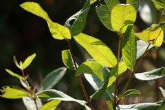 Apocynoideae