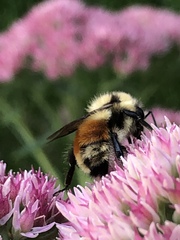 Bombus