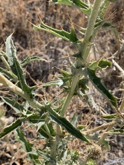 Cirsium mohavense