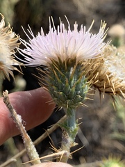 Cirsium mohavense