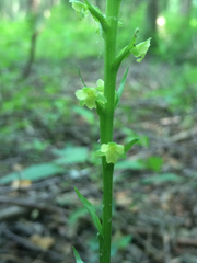 Platanthera flava