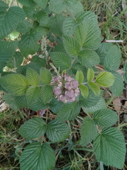 Rubus niveus image