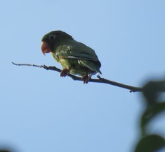 Brotogeris chrysoptera