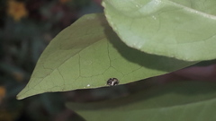 Psyllobora bicongregata