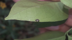 Psyllobora bicongregata