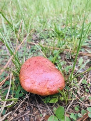 Butyriboletus floridanus image