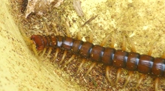 Cormocephalus rubriceps