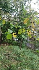 Frangula alnus
