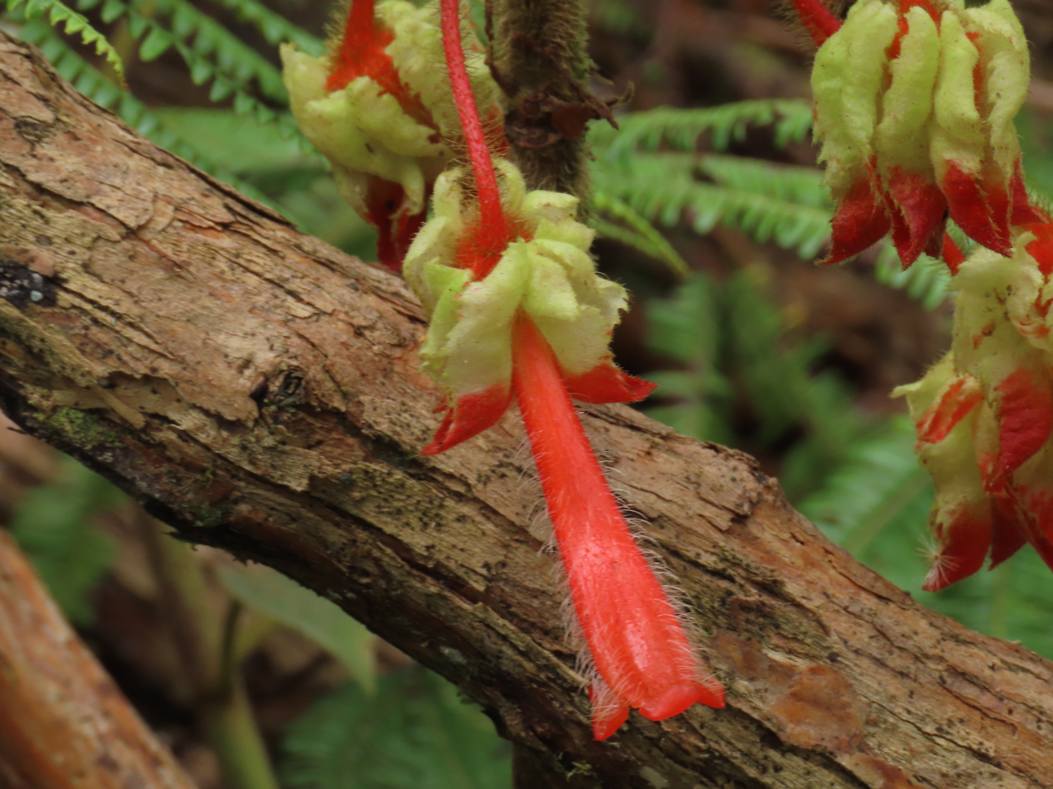 Glossoloma schultzei