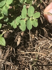 Euphorbia stictospora