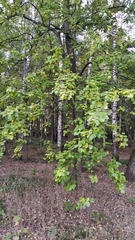 Pyrus communis