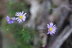 Brachyscome multifida dilatata