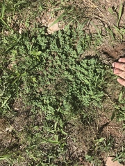 Euphorbia stictospora