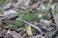 Brachyscome multifida dilatata
