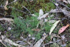 Brachyscome multifida dilatata