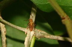 Camponotus rectangularis