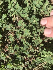 Euphorbia stictospora