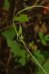 Rytidostylis gracilis