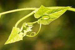 Rytidostylis gracilis