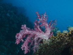 Dendronephthya hemprichi