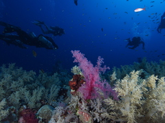 Dendronephthya hemprichi