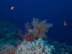 Dendronephthya hemprichi