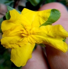 Hibbertia nitida