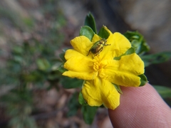 Hibbertia nitida