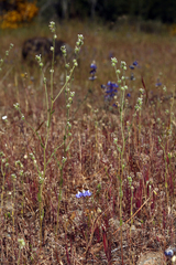 Plagiobothrys shastensis