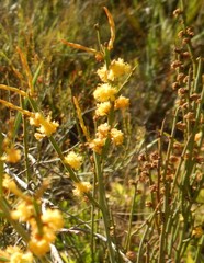 Acacia spinescens