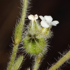 Plagiobothrys shastensis