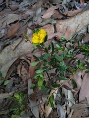 Hibbertia nitida