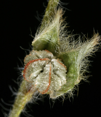 Plagiobothrys shastensis