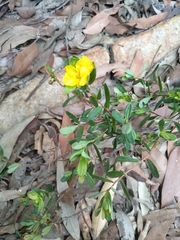 Hibbertia nitida