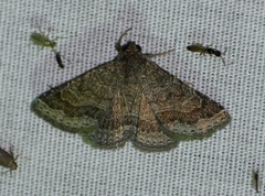 Matigramma pulverilinea