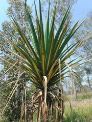 Furcraea guerrerensis