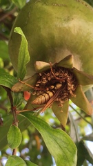 Polistes carnifex