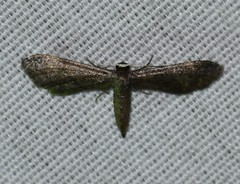 Protoproutia laredoata