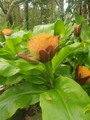 Scadoxus puniceus