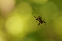 Micrathena funebris