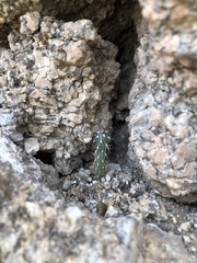 Grusonia