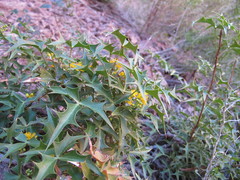 Berberis harrisoniana