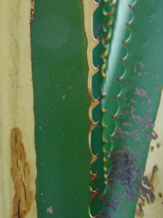 Furcraea guerrerensis