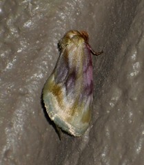 Chamaeclea basiochrea