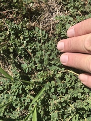 Euphorbia stictospora