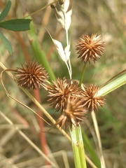 Cyperus echinatus