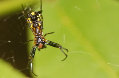 Micrathena funebris