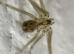 Physocyclus viridis