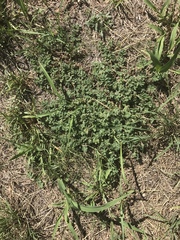 Euphorbia stictospora